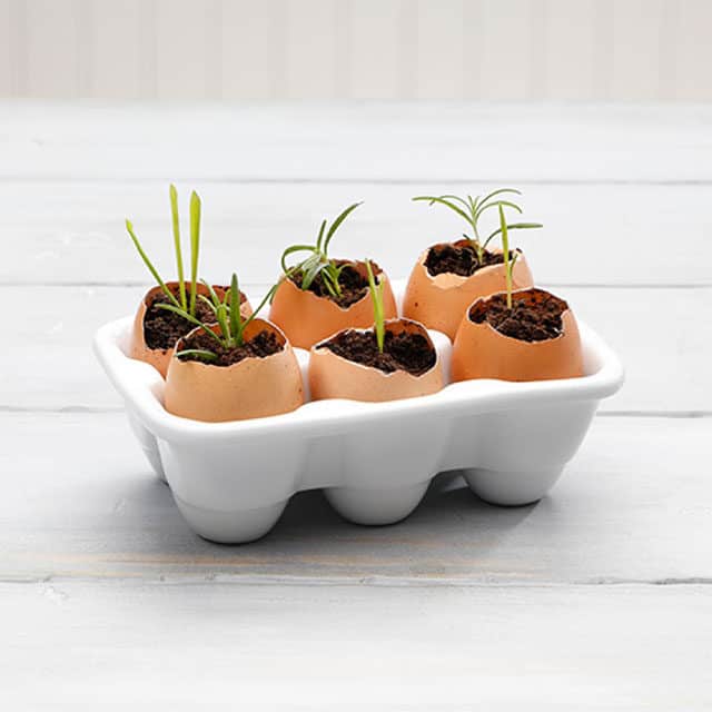eggs in a storage