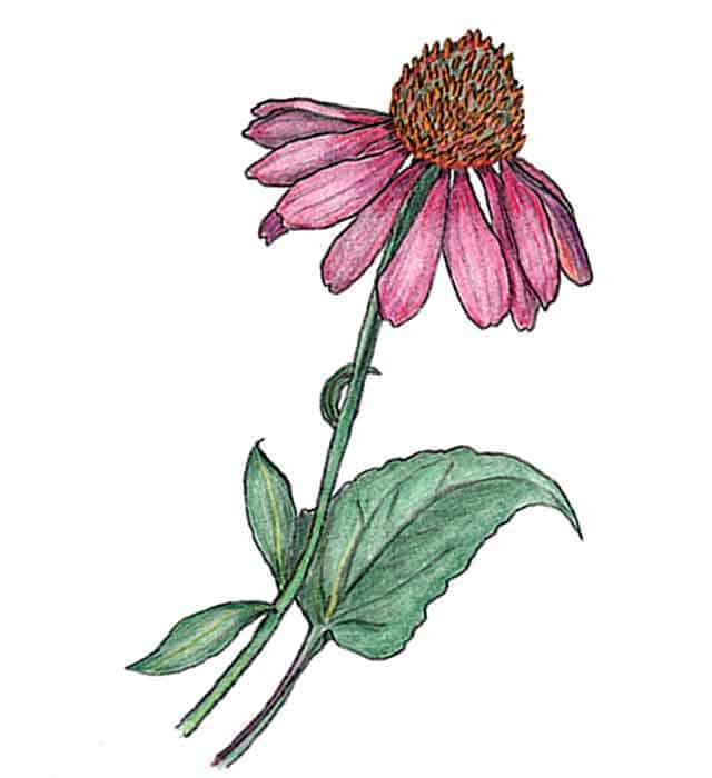 Echinacea illustration