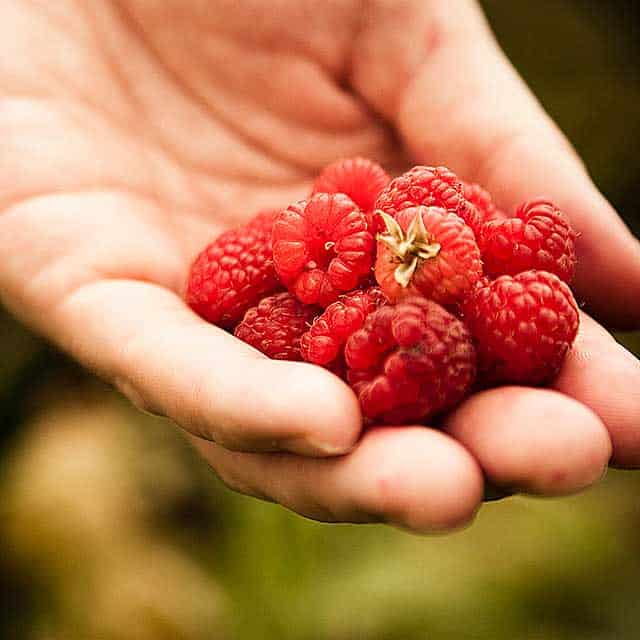 Hand full of raspberries