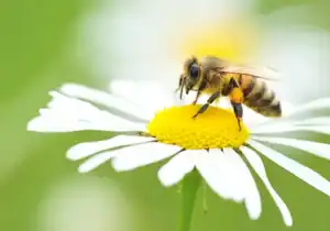 Bee pollinating a daisy