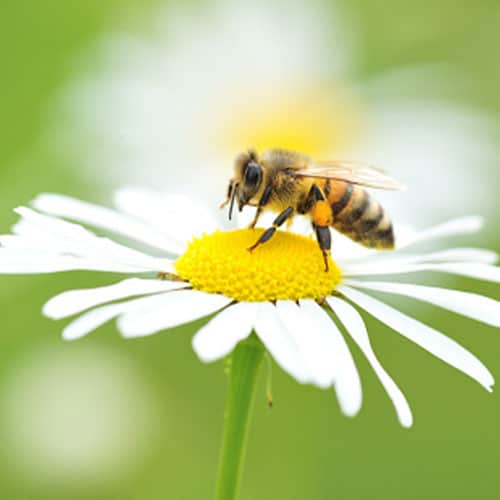 Honey bee sitting on a daisy
