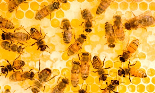 bees on a honeycomb