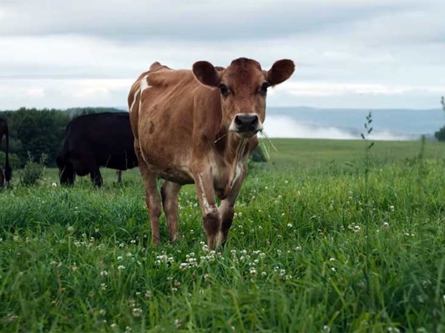 cows in pasture