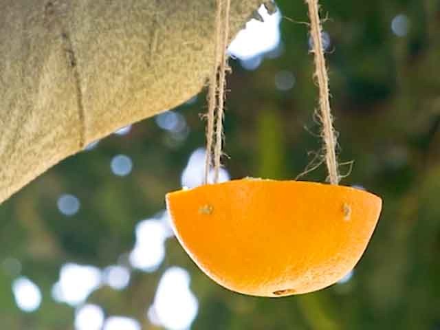 bird feeder hung in a tree