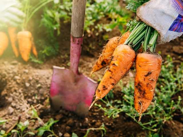 bunch of carrots pulled from the ground with soil and red shovel in background