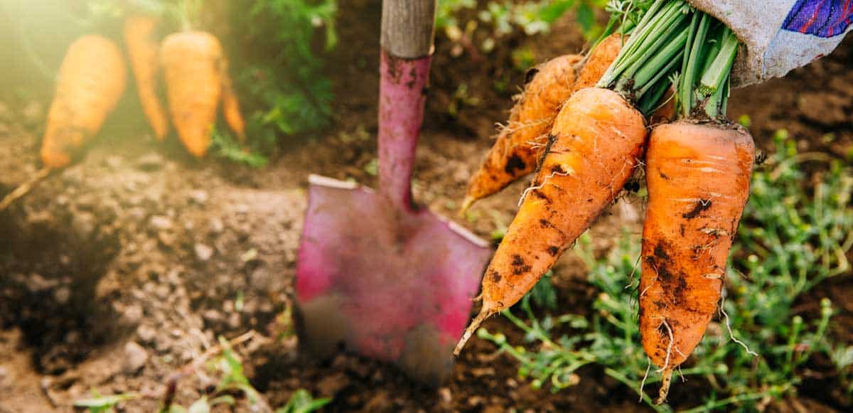 bunch of carrots pulled from the ground with soil and red shovel in background