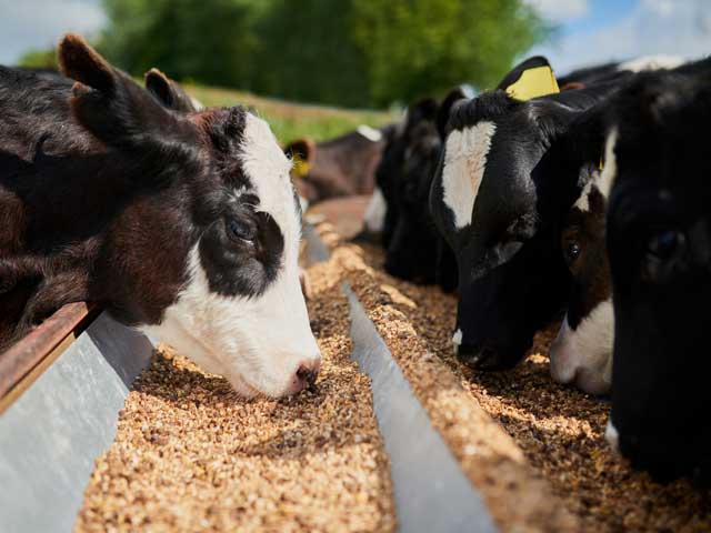 cows feeding