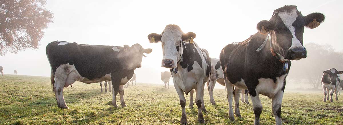 Cows grazing in a field
