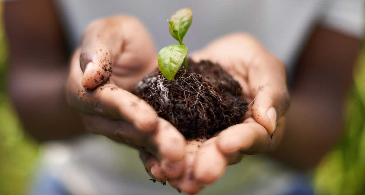 Compost Components: person holding dirt with sprouting plant