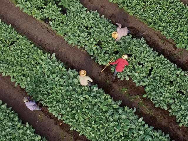 Workers in field