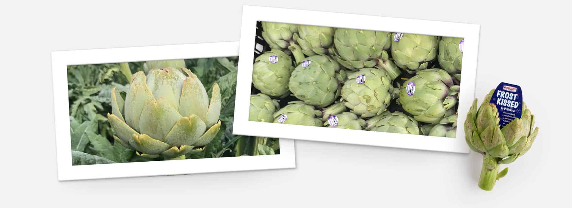 Frost kissed artichokes collage