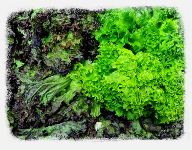 kale2-final Kale Let's Get Down to the nitty leafy