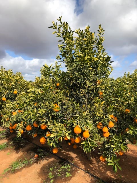Suntreat citrus tree
