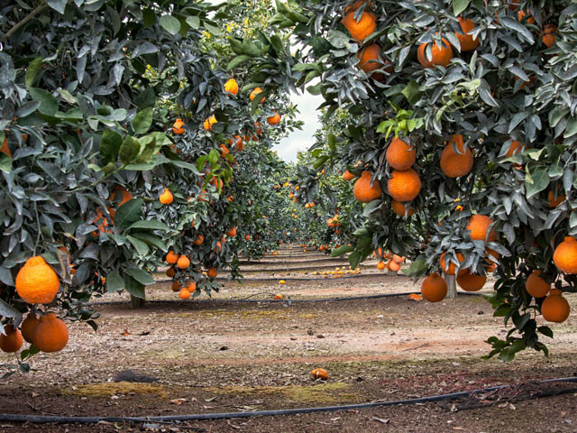 Suntreat citurs tree farm