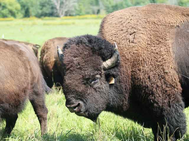 EPIC Provisions: Bison in field