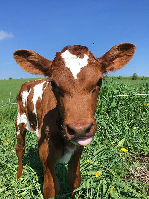 Maple Hill Calf