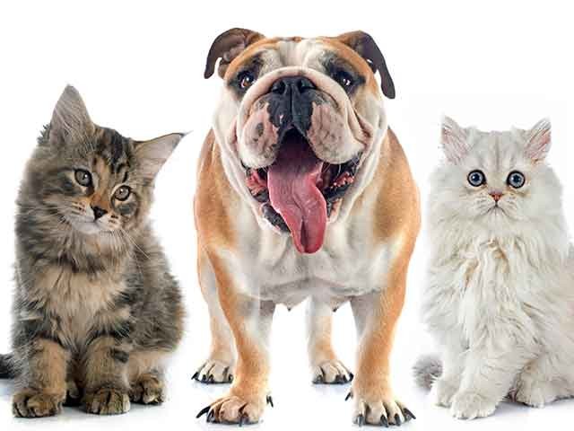 Natural Pet Food Cats and Dogs