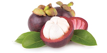 Mangosteen