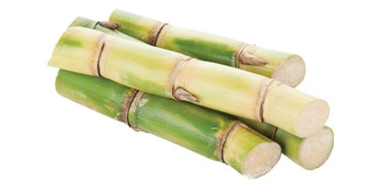 Sugar Cane