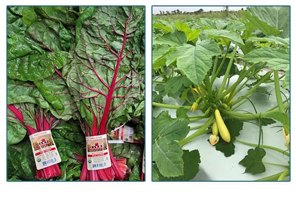 Alderman farms bundled produce.