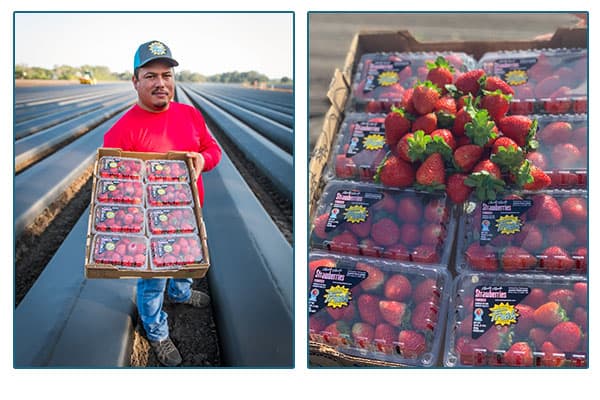 Always Fresh farm worker holding crates of strawberries.