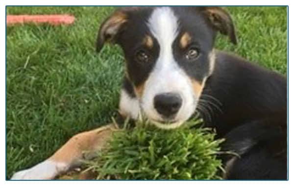 Dog sitting in grass