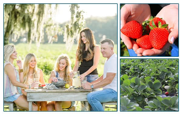 Astin Family at picnic table, hands holding strawberries, strawberry field.