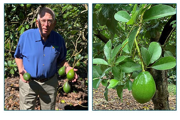 Brooks farms grower and citrus tree.