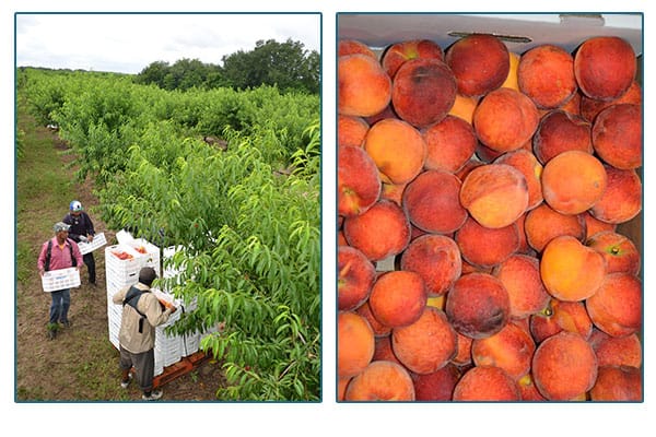 Florida classic farm workers in a field, and peaches in a crate.