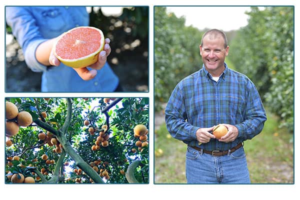IMG citrus farmer, citrus trees, and hand holding citrus.