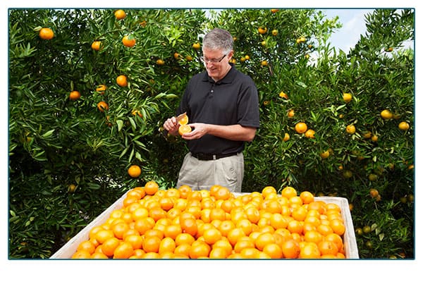Noble citrus farmer in citrus grove in front of large crate of citrus.