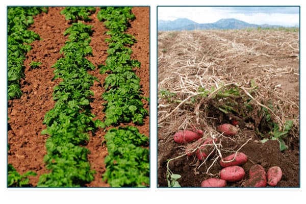 Potato saplings and grown potatoes in a field.