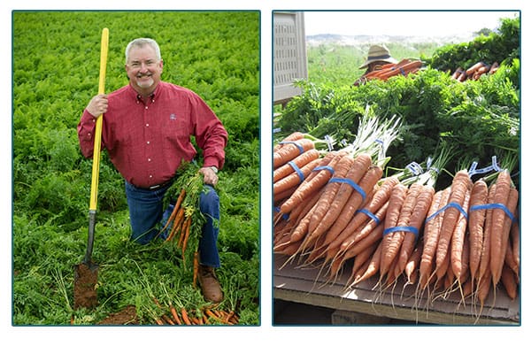 Rosseau farms owner in a field and bunches of carrots.
