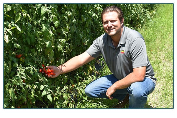 Santa Sweets farmer picking tomatoes.