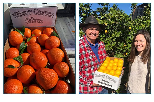 Bin full of citrus labeled silver canyon citrus, and the farmers in an orchard.