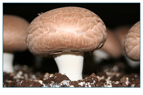 Colorado mushroom