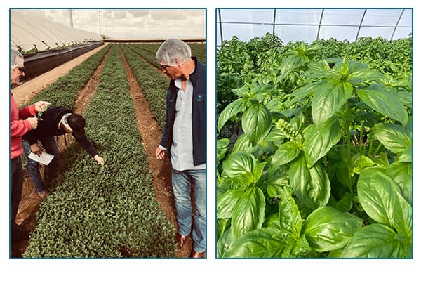 Colorado specialty farmers and crops in a greenhouse.