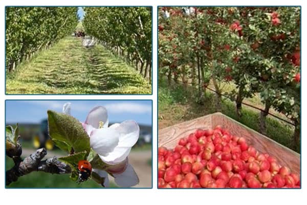 Apples in a crate in an orchard, a path through and orchard, and an apple blossom.