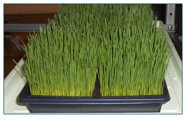Wheat grass in a black bin.