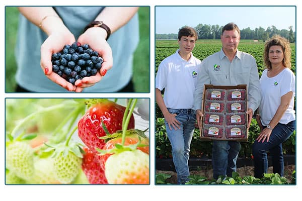 Cottle farms family holding crate of strawberries, hands holding blueberries, and strawberries on stems.