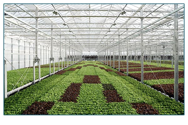 Gotham Greens Greenhouse interior.