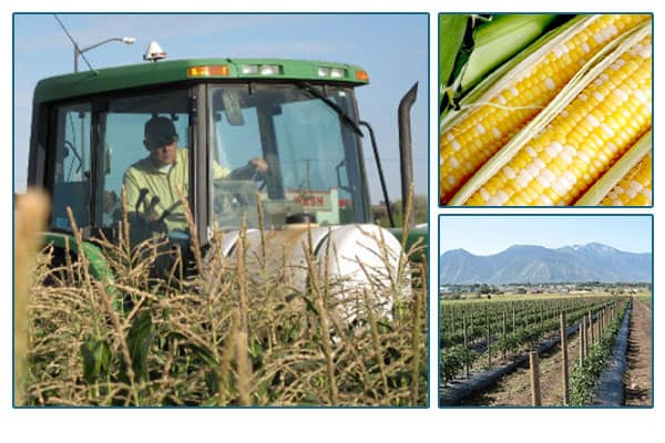 Harward Farms farmer in tractor, image of fresh corn, image of farmland