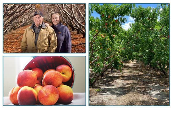 McLeod family in an orchard, a basket of beaches, and a path through peach trees.