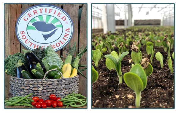 Certified South Carolina Watsonia Organics produce basket, and seedlings in soil.