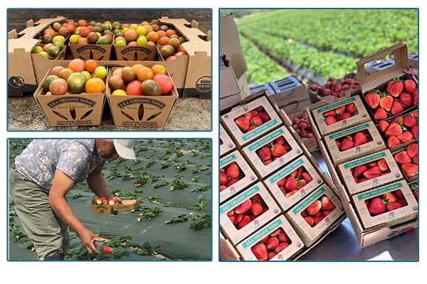 crates of produce and a farmer working in a field.