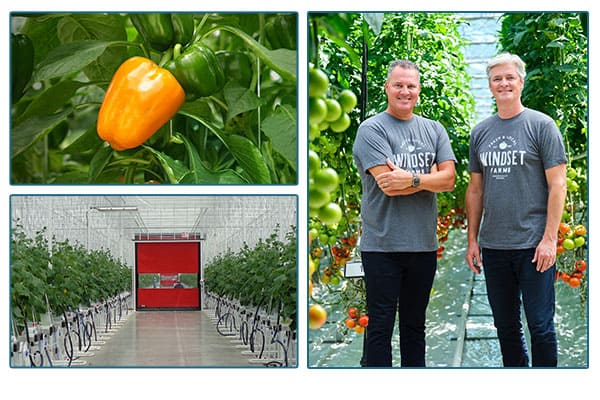 mindset farmers and their greenhouses