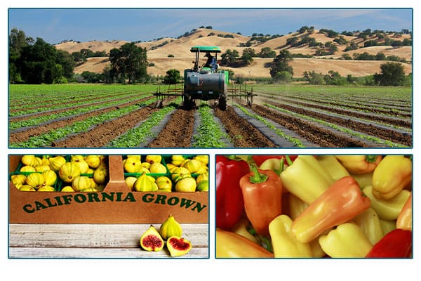 Capay farmland, a crate of figs with California grown label, and peppers.