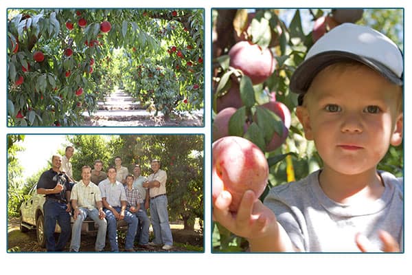 Path between fruit trees, Kingsburg family farmers, and boy holding a peach.