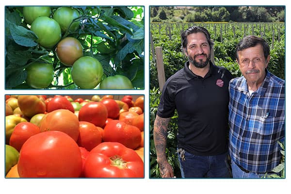 oceanside pole farmers, red tomatoes, and green tomatoes on vines.