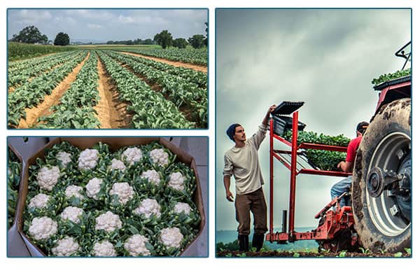 Stauffer farms farmer working behind a tractor, an image of the crop fields, and cauliflower in a shipping bin.